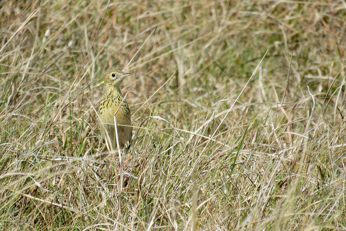 Ochre-breasted Pipit - ML258361961