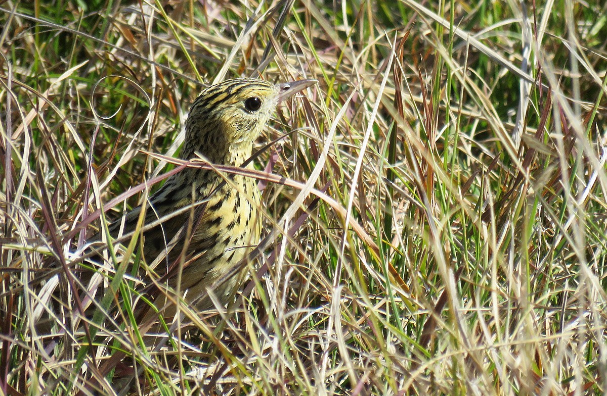 Ochre-breasted Pipit - ML258361971