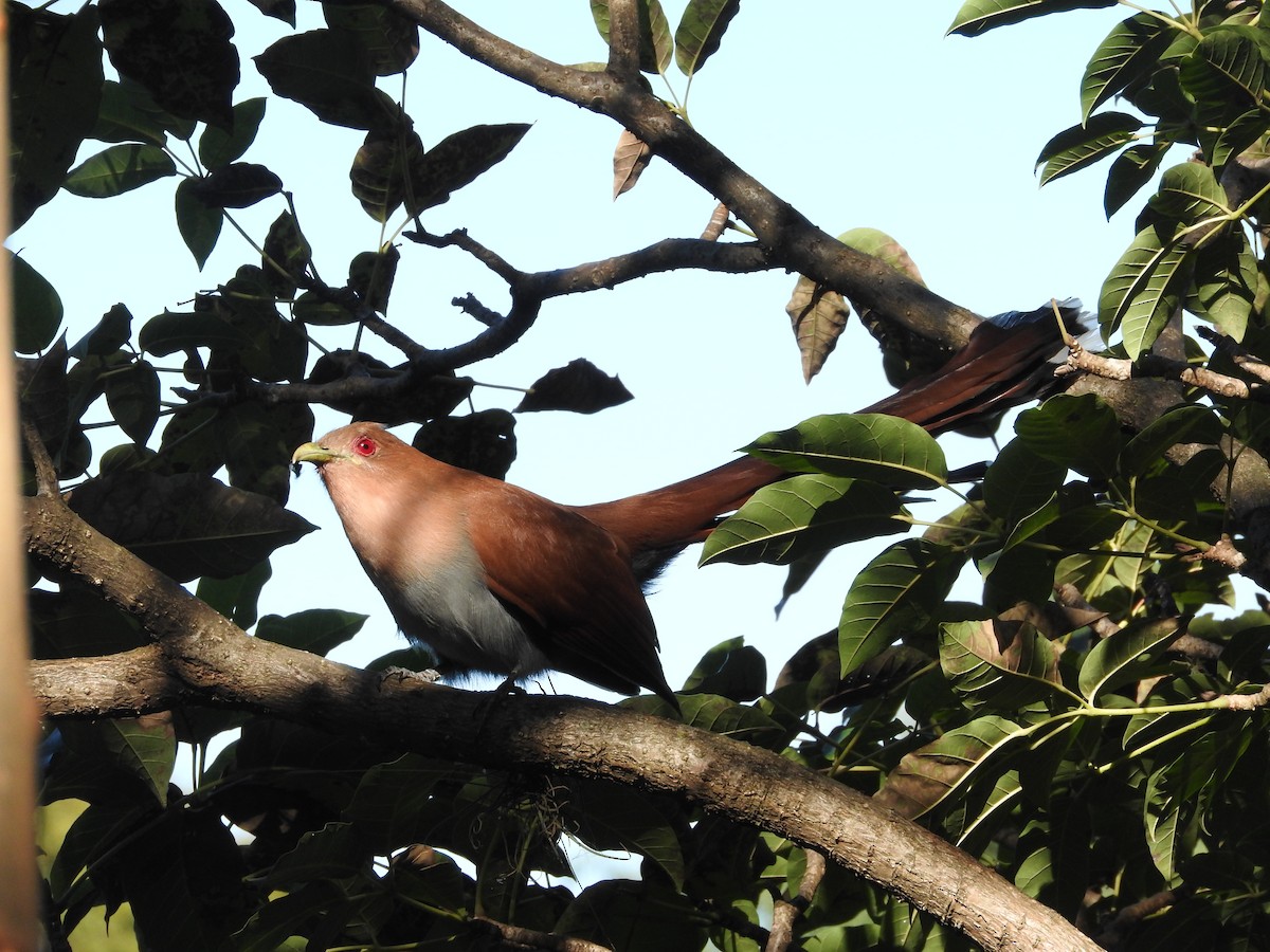 Squirrel Cuckoo (Amazonian) - Marcelo Braga