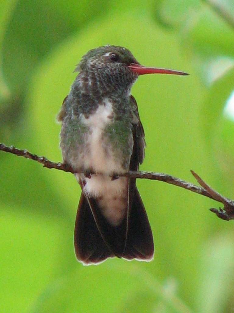 kolibřík zrcadlový - ML258363881