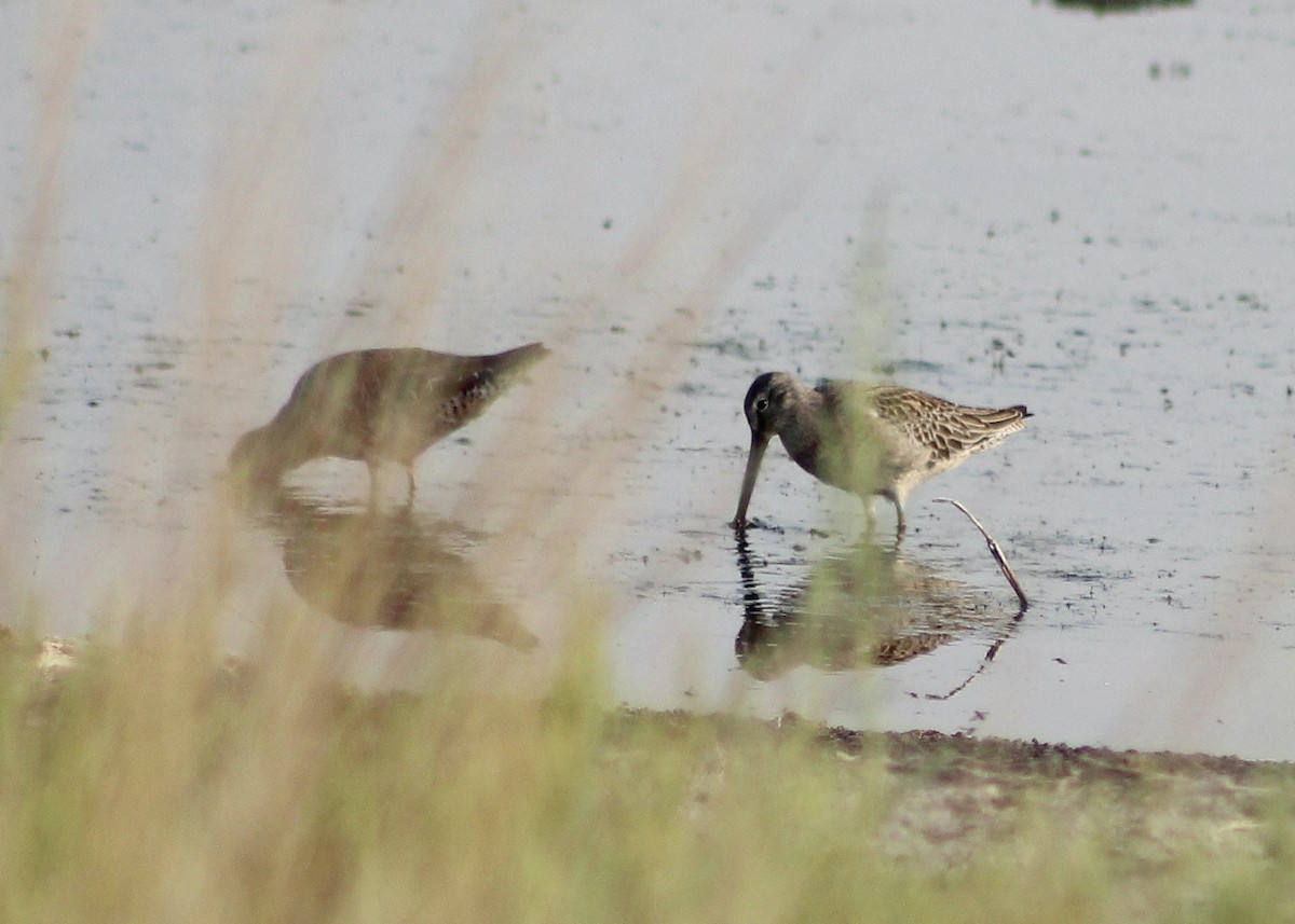 Long-billed Dowitcher - ML258375661