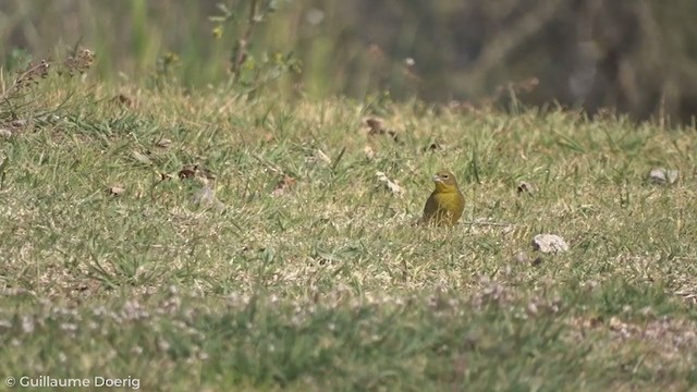 Grassland Yellow-Finch - ML258378951