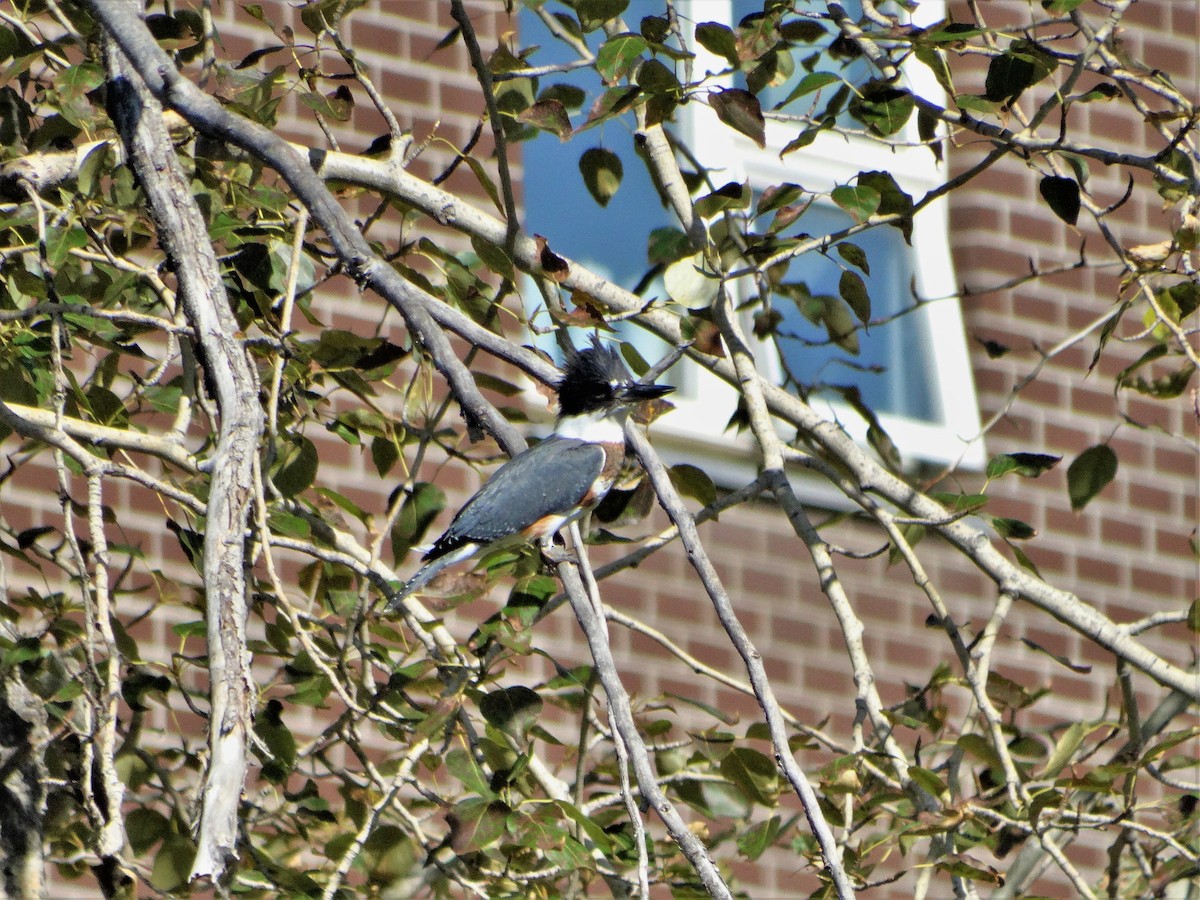 Belted Kingfisher - ML258383371