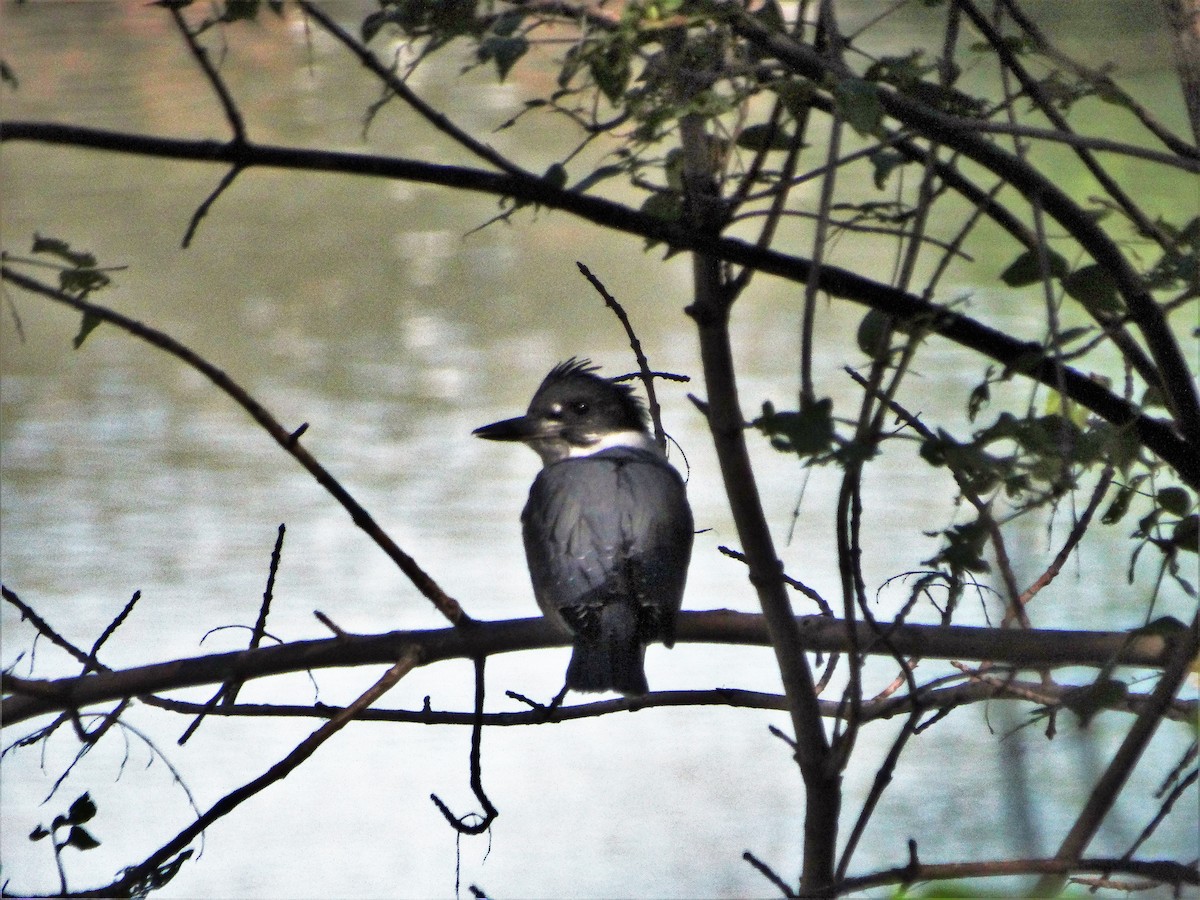 Belted Kingfisher - ML258385191