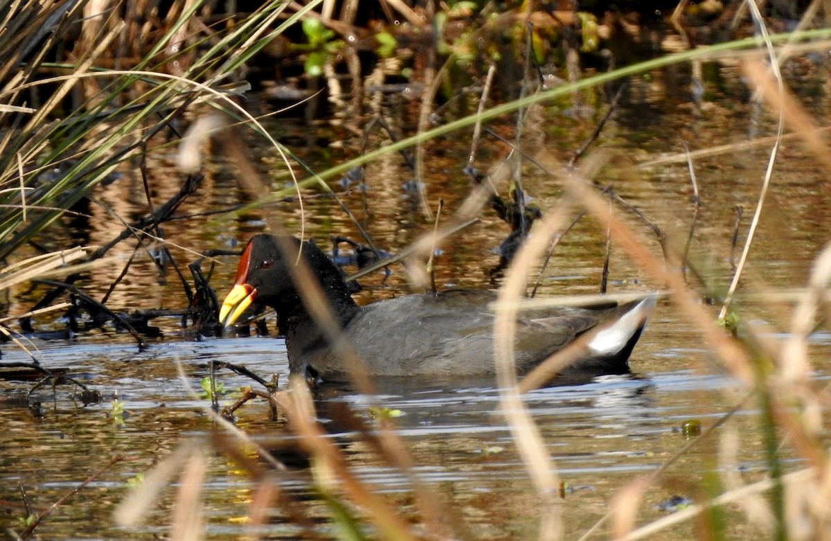 Red-fronted Coot - ML258385441