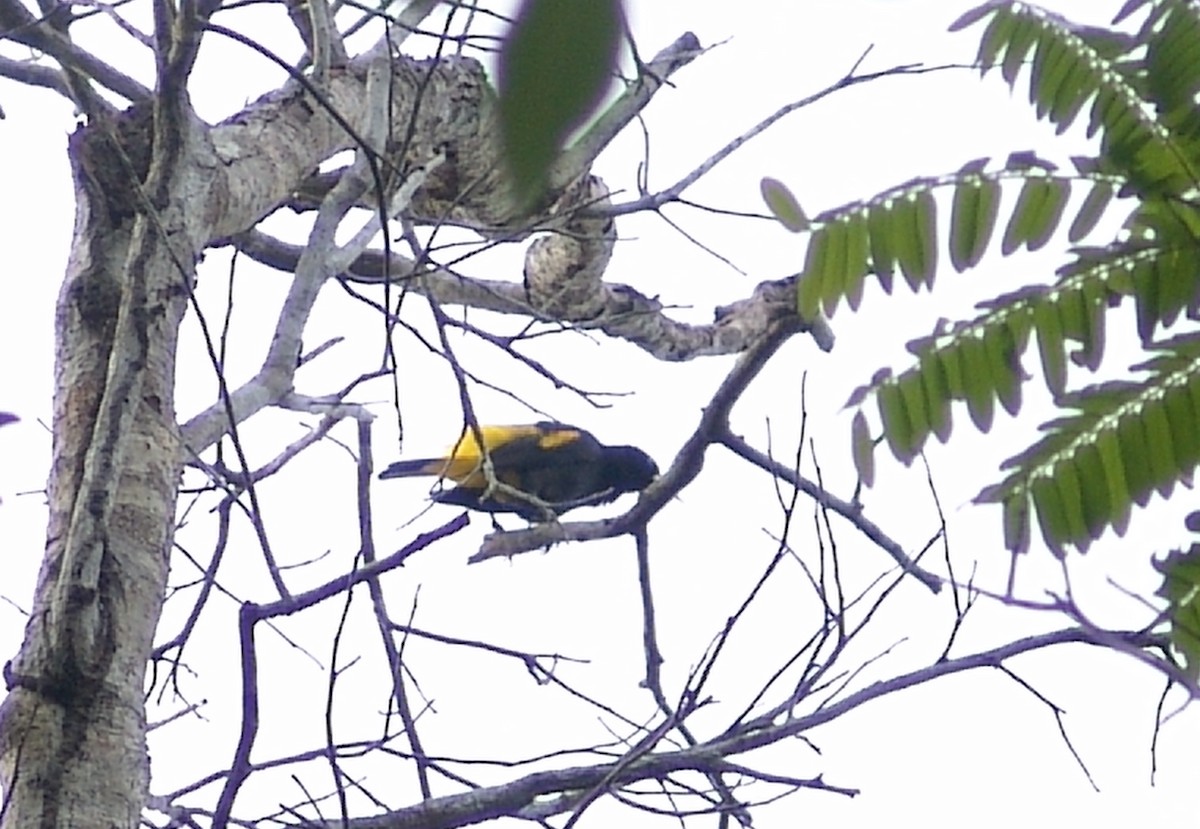 Yellow-rumped Cacique - ML258388371