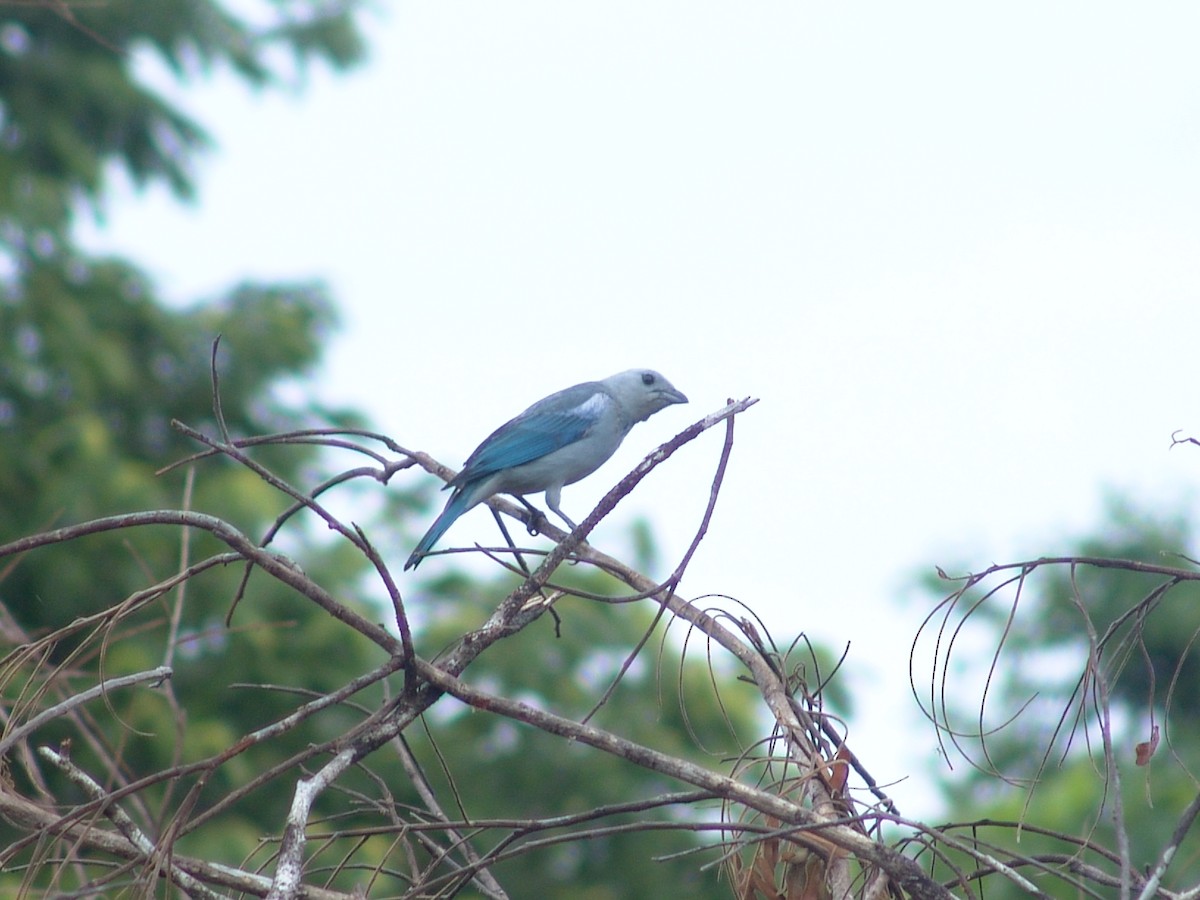 Blue-gray Tanager - ML258388671