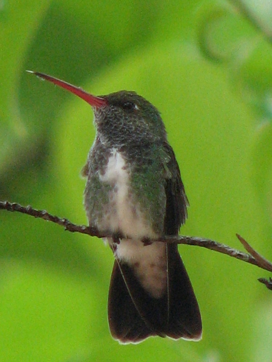 kolibřík zrcadlový - ML258388971