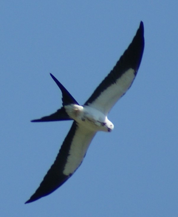 Swallow-tailed Kite - ML258393331