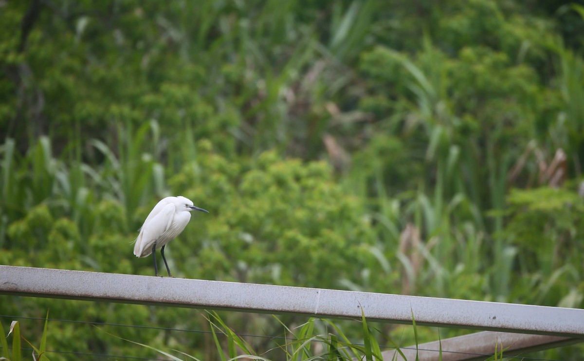 Little Egret - Ting-Wei (廷維) HUNG (洪)