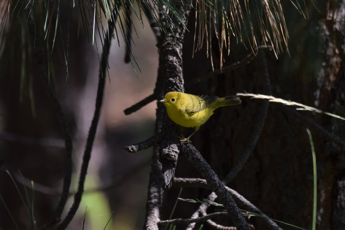 Yellow Warbler - Ben  Sonnenberg
