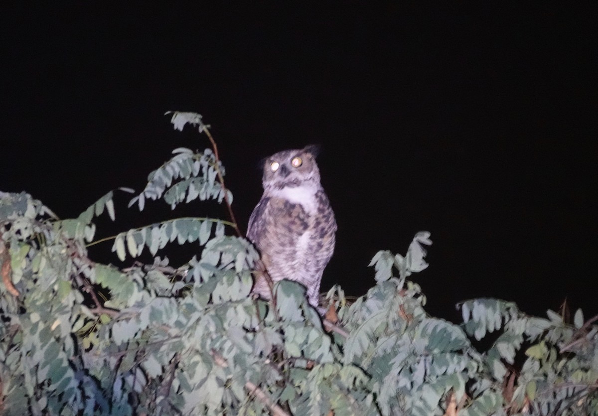 Great Horned Owl - ML258402611