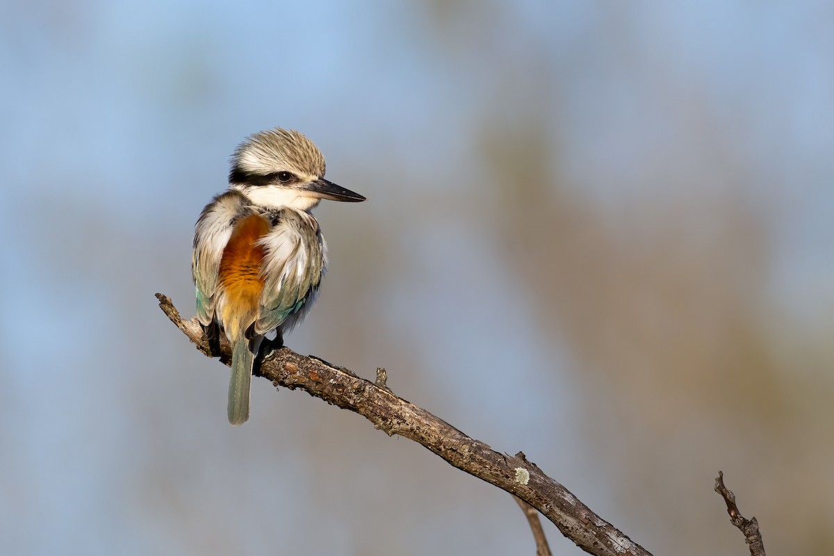 Red-backed Kingfisher - ML258403821