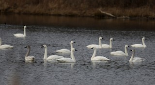 Tundra Swan (Whistling), ML25840681