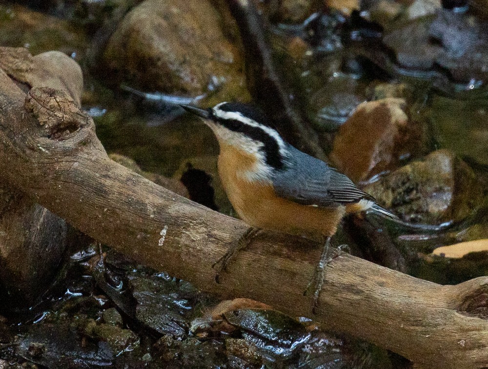Red-breasted Nuthatch - Marty Herde