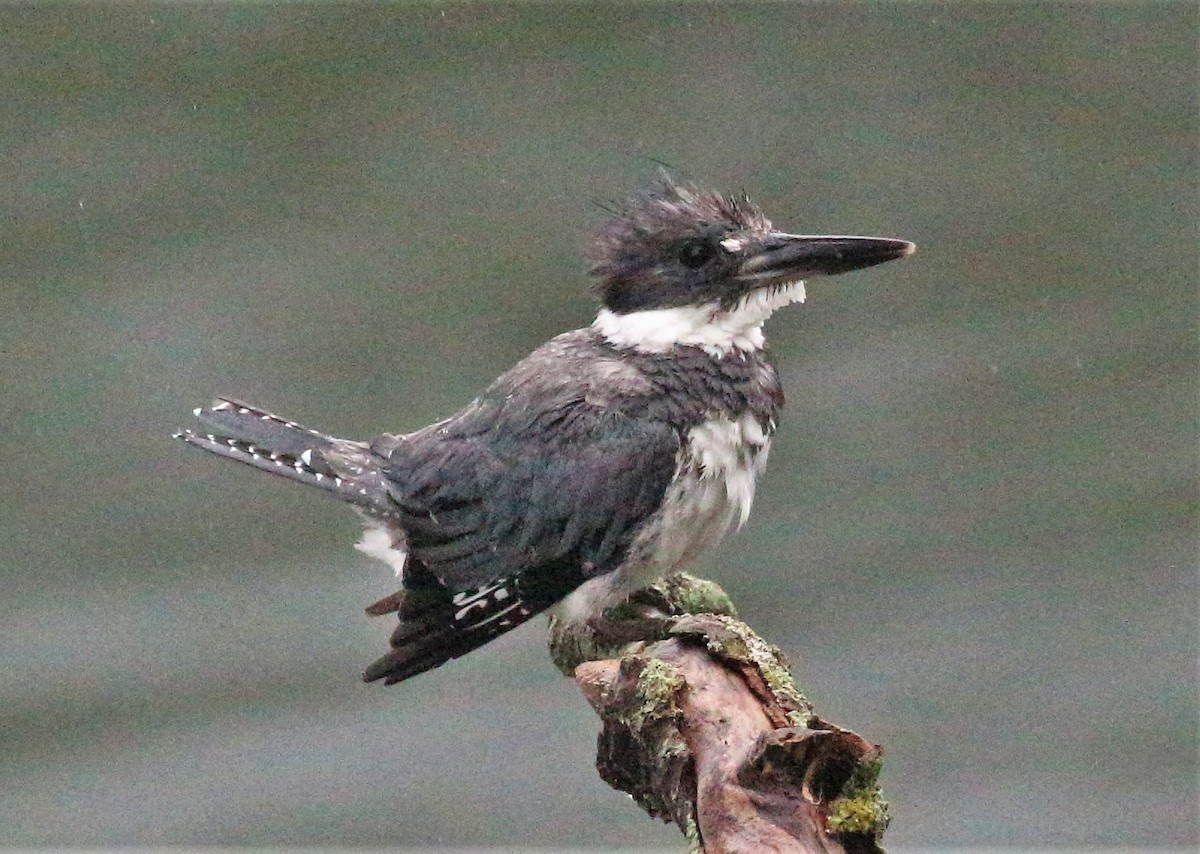 Belted Kingfisher - ML258411511