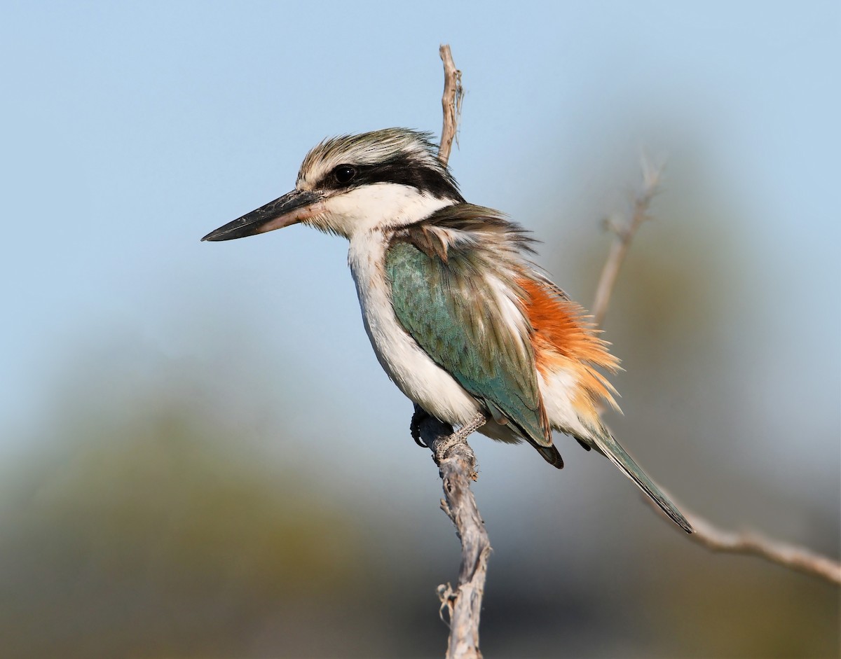 Red-backed Kingfisher - ML258415021