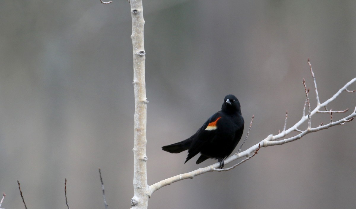 Red-winged Blackbird (Red-winged) - ML25841601