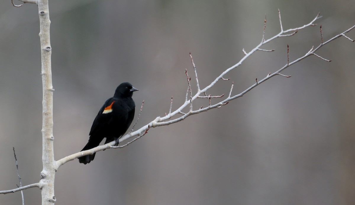 Red-winged Blackbird (Red-winged) - ML25841611