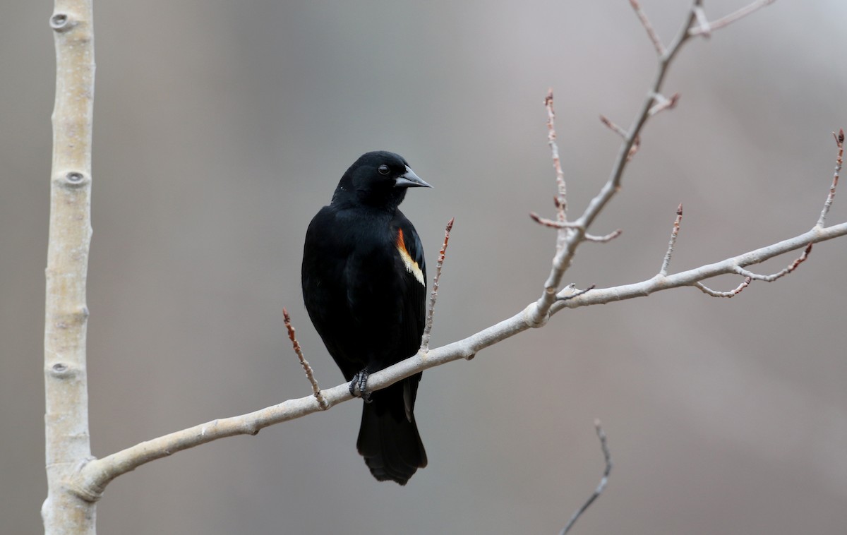 Red-winged Blackbird (Red-winged) - ML25841621