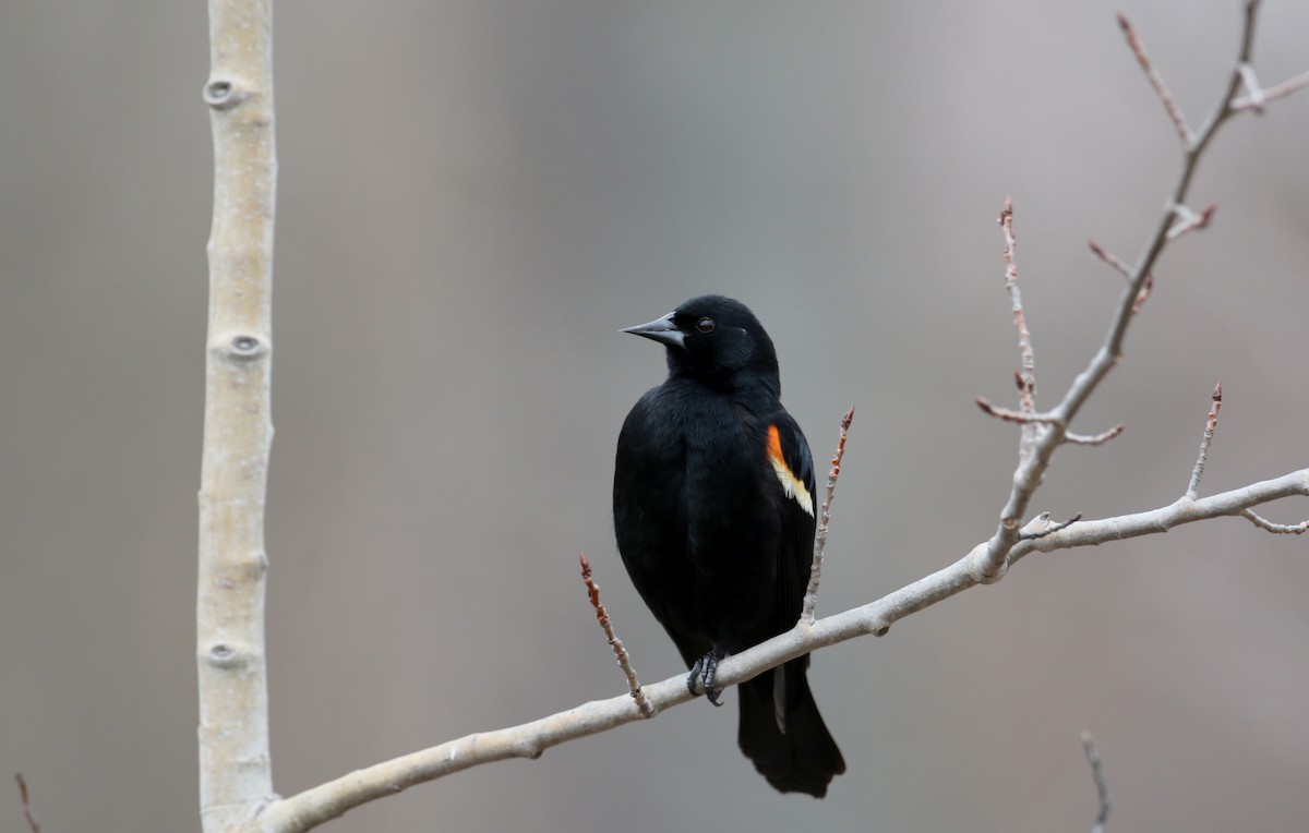 Red-winged Blackbird (Red-winged) - ML25841631