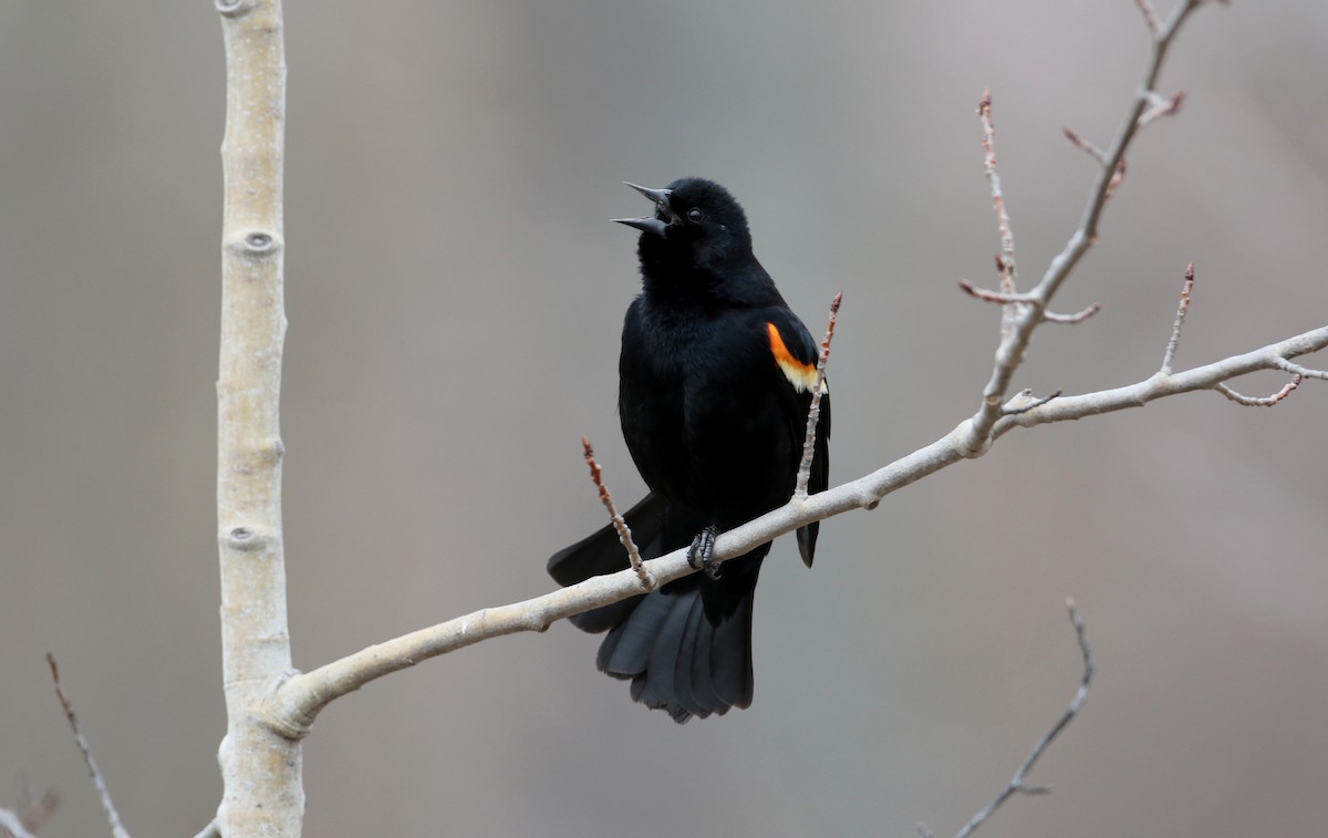 Red-winged Blackbird (Red-winged) - ML25841641