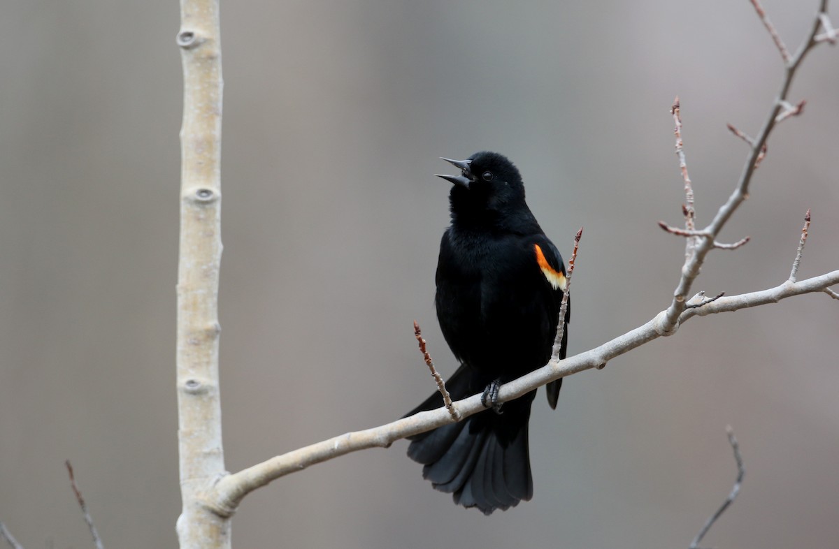 Red-winged Blackbird (Red-winged) - ML25841651