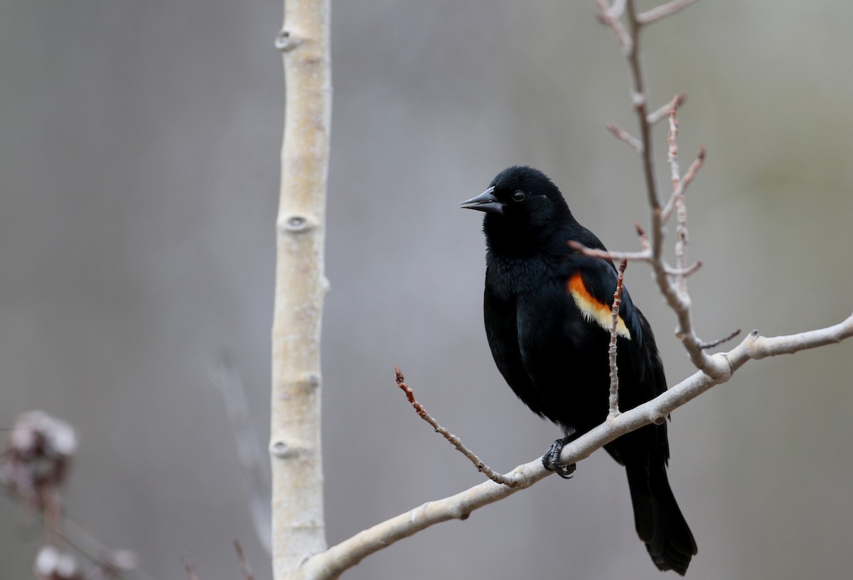Red-winged Blackbird (Red-winged) - ML25841661