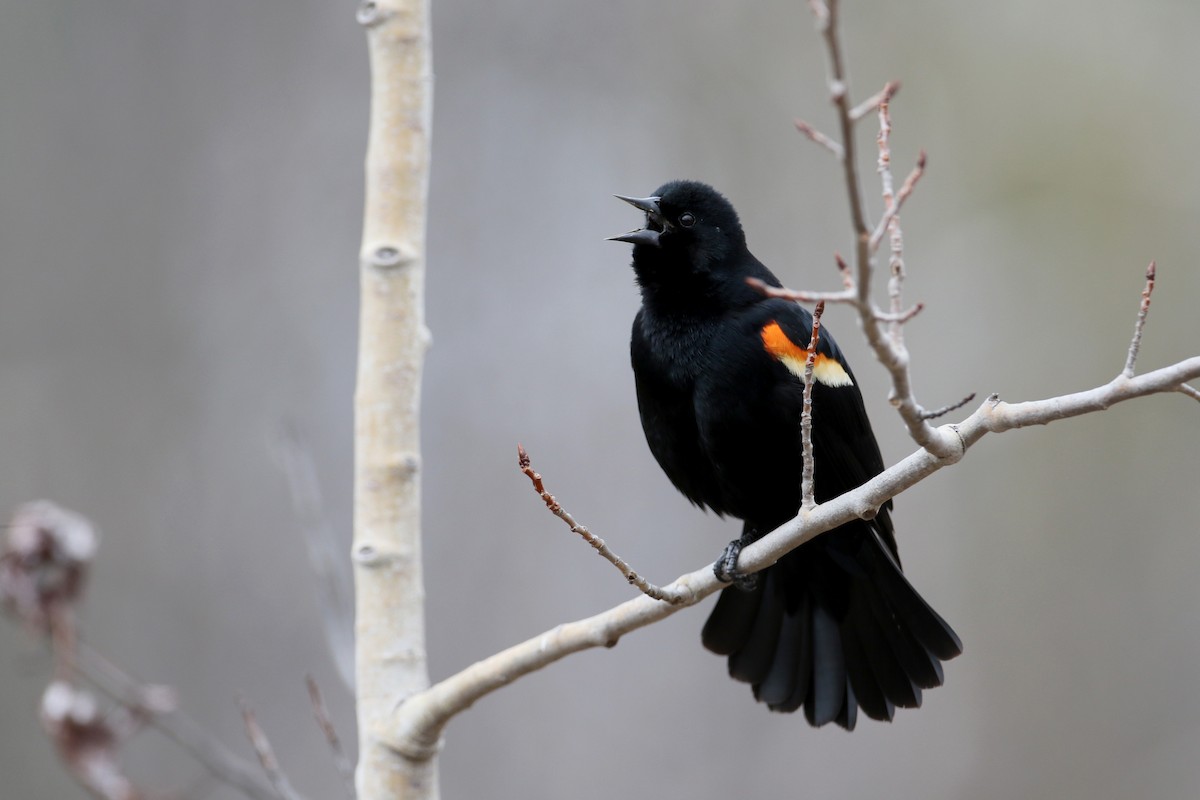 Red-winged Blackbird (Red-winged) - ML25841671