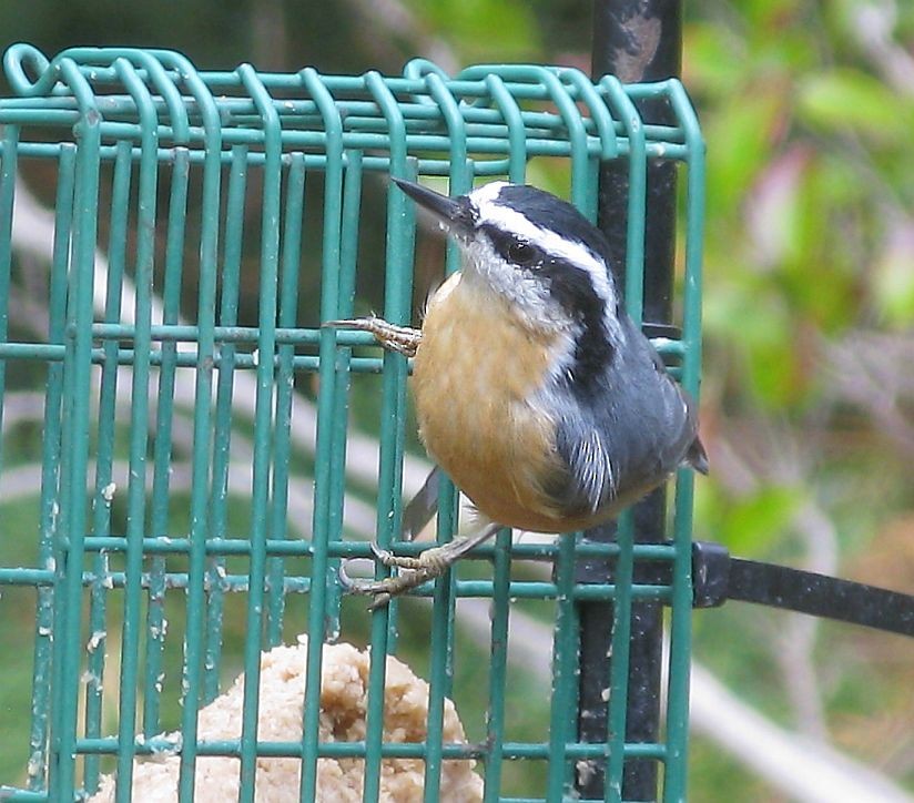 Red-breasted Nuthatch - ML258419021