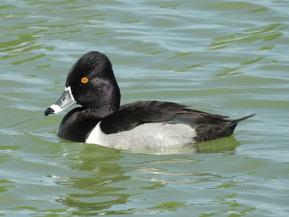 Ring-necked Duck - Paul Suchanek