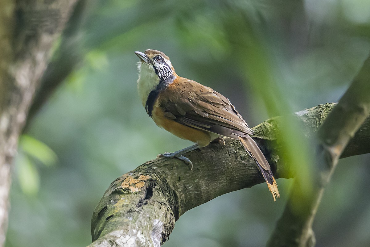 Greater Necklaced Laughingthrush - Matthew Kwan