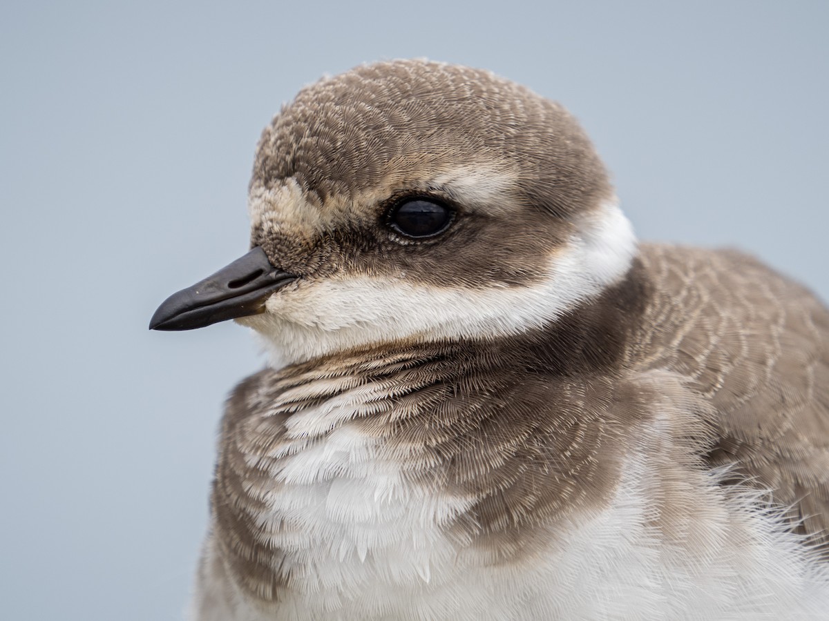 Common Ringed Plover - ML258426121