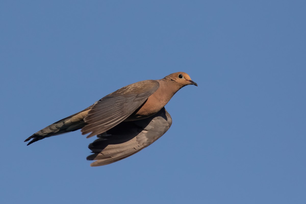 Mourning Dove - Blair Dudeck