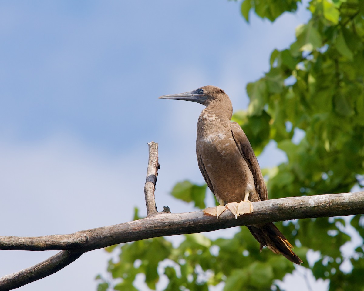 Brown Booby - ML258429401