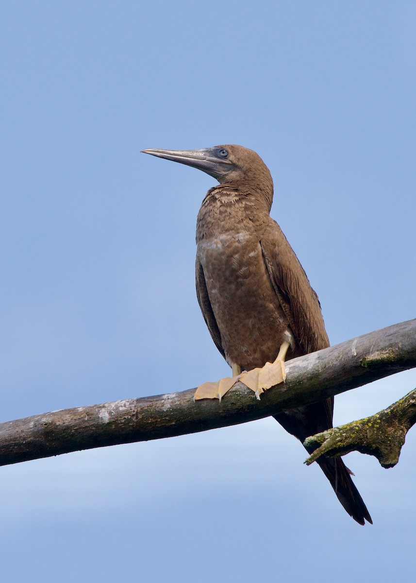 Brown Booby - ML258429411