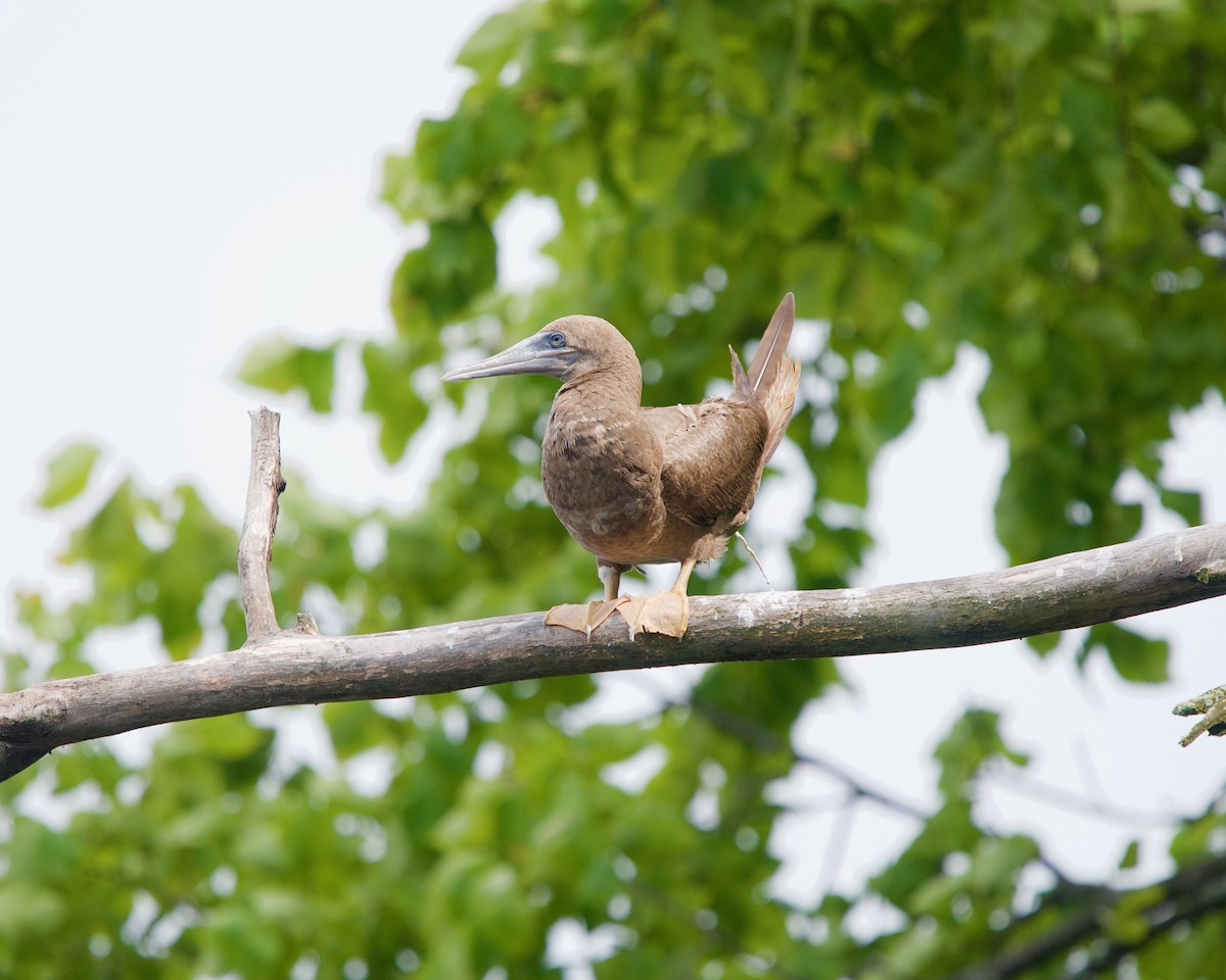 Brown Booby - ML258429421