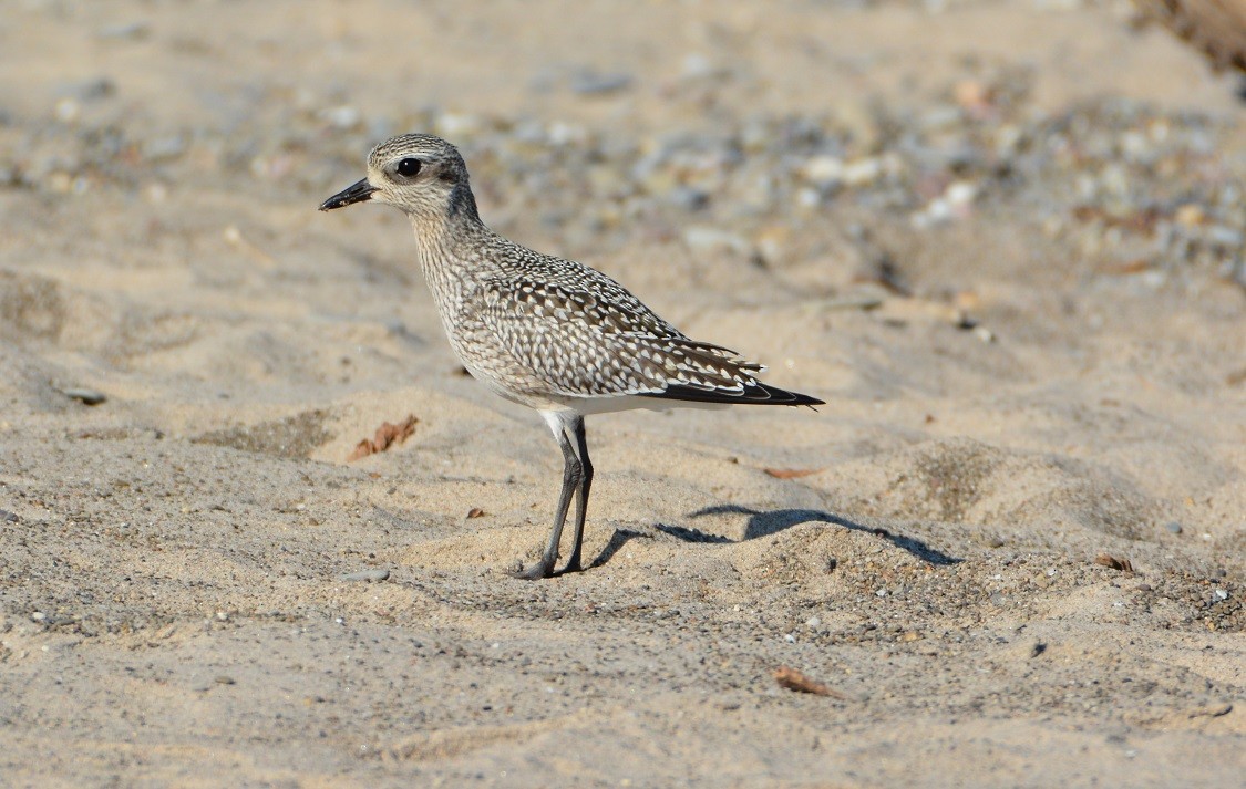 Black-bellied Plover - "Chia" Cory Chiappone ⚡️