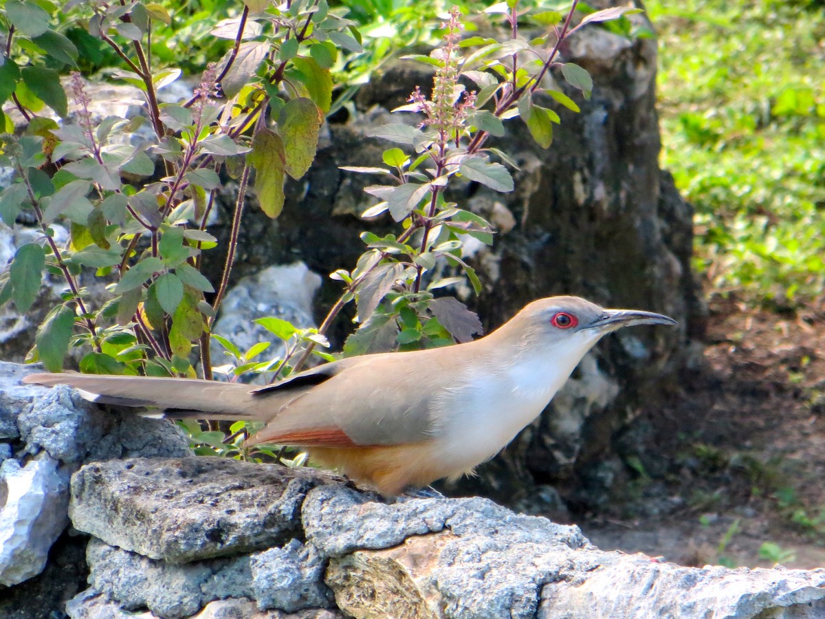 Great Lizard-Cuckoo (Cuban) - tyler krul