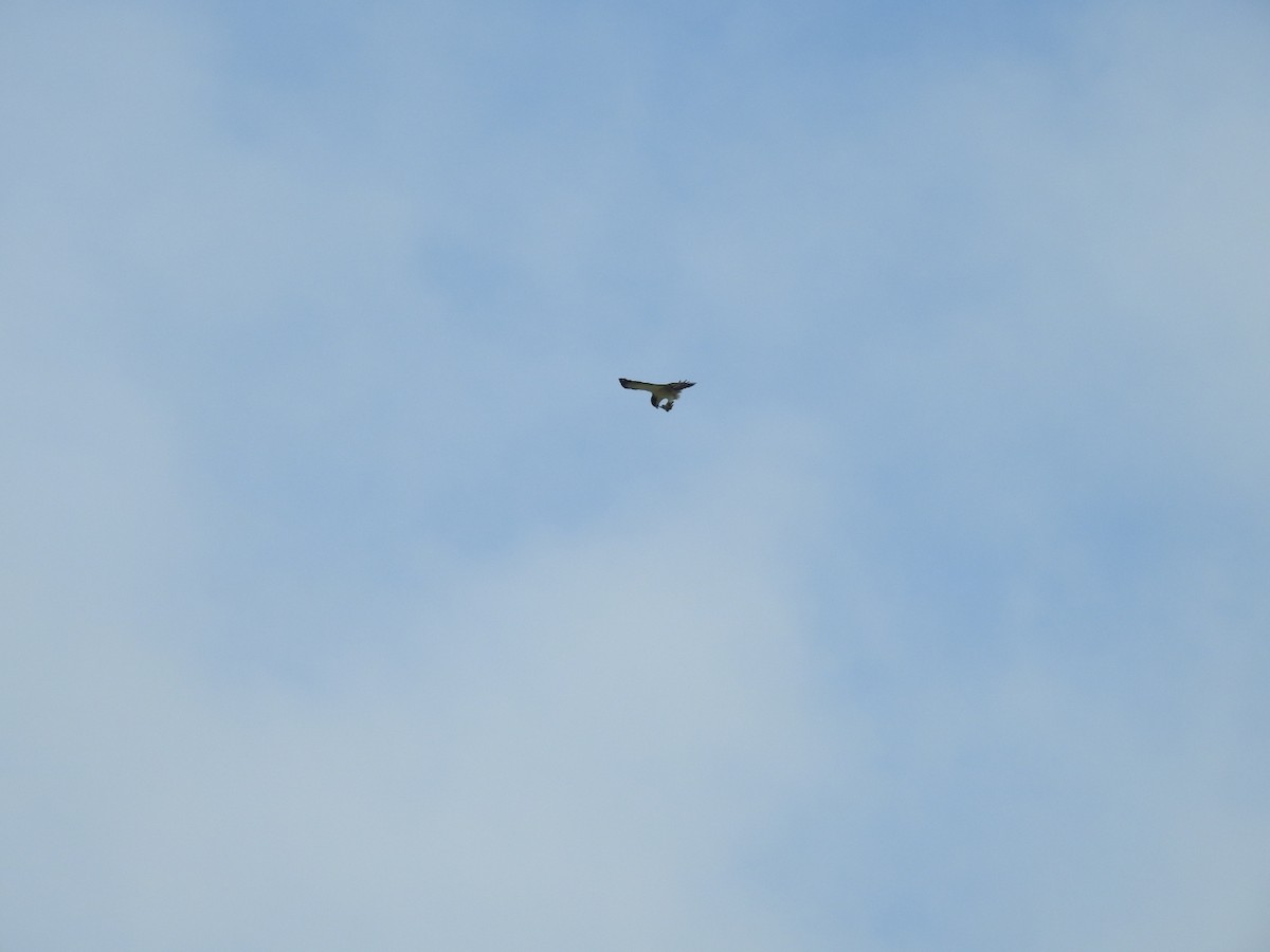 Short-tailed Hawk - ML258443591