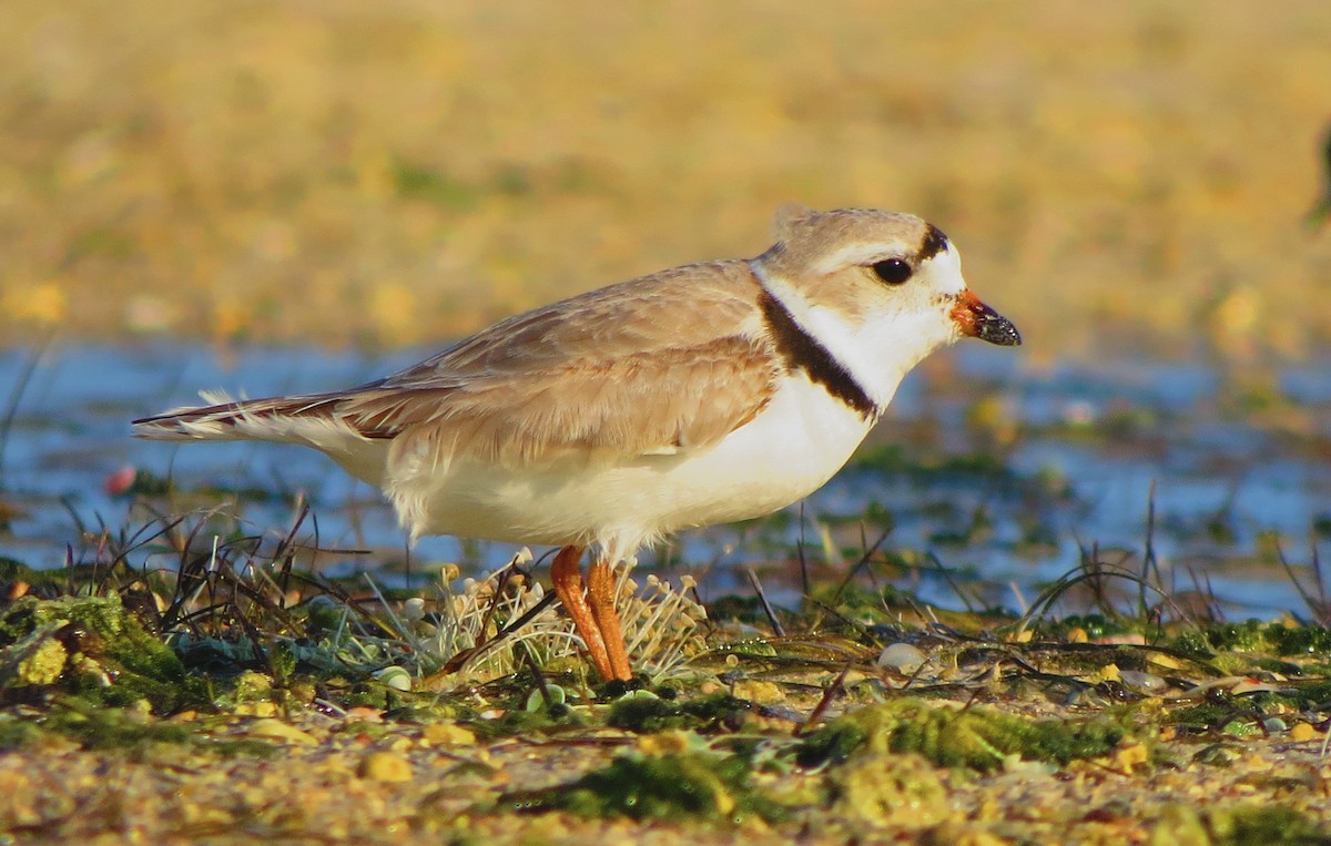 Piping Plover - ML25844391