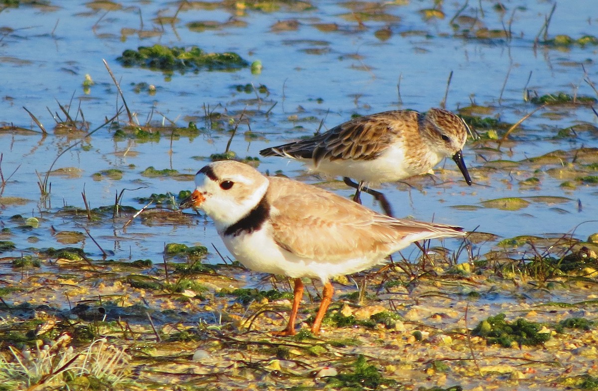 Piping Plover - ML25844401
