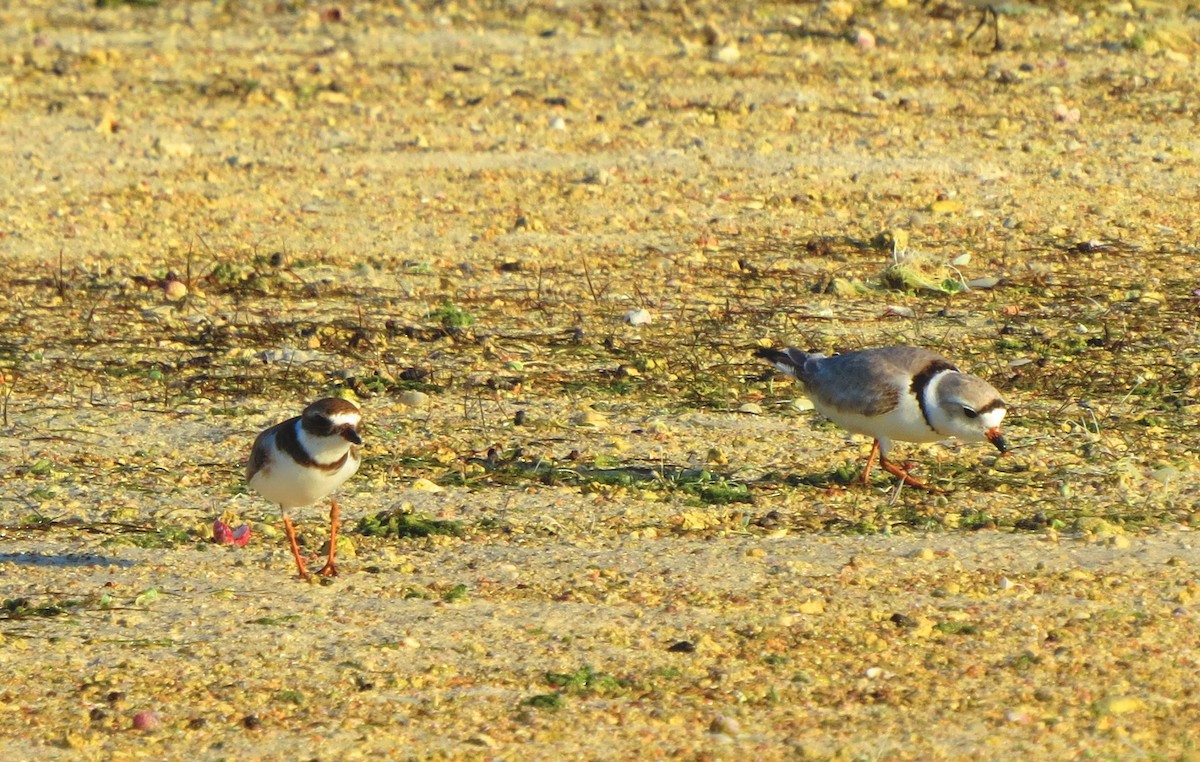 Piping Plover - ML25844431