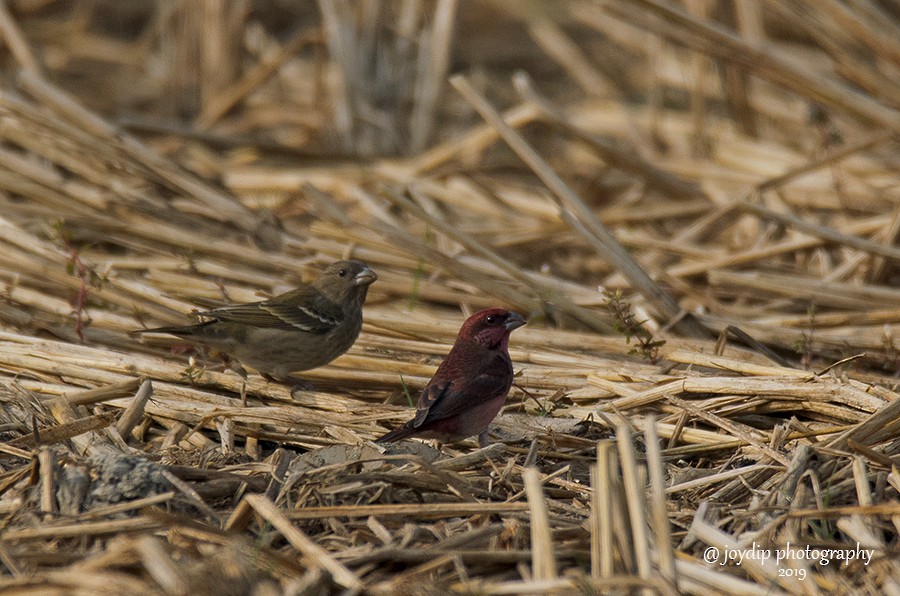 Common Rosefinch - joydip mukherjee