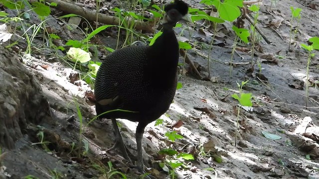 Southern Crested Guineafowl - ML258461051