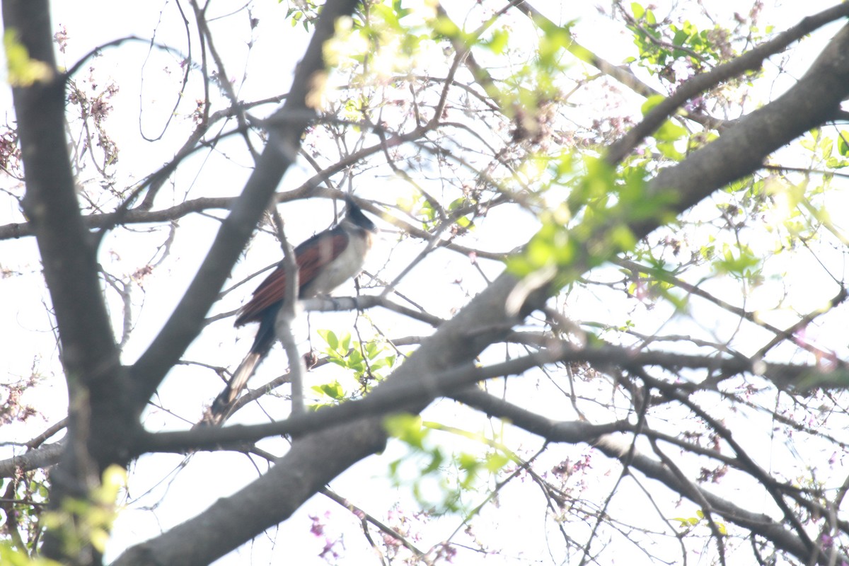 Chestnut-winged Cuckoo - Prabhavathi Sudhakar