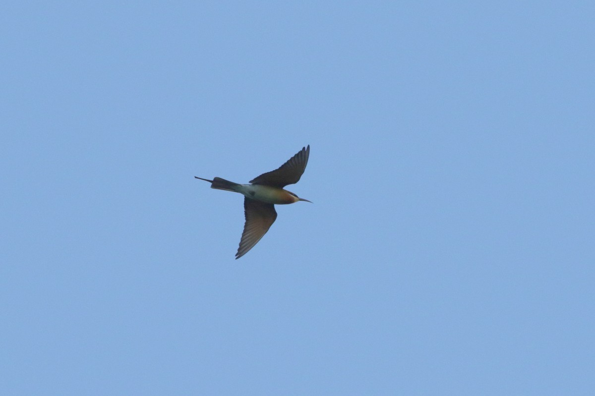 Blue-tailed Bee-eater - ML258466921