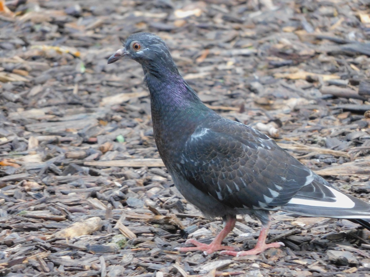 Rock Pigeon (Feral Pigeon) - MARK HUEBERT