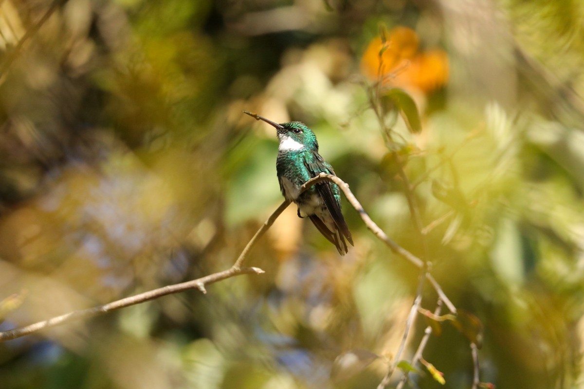 White-throated Hummingbird - Gonzalo Campaña Fourcade