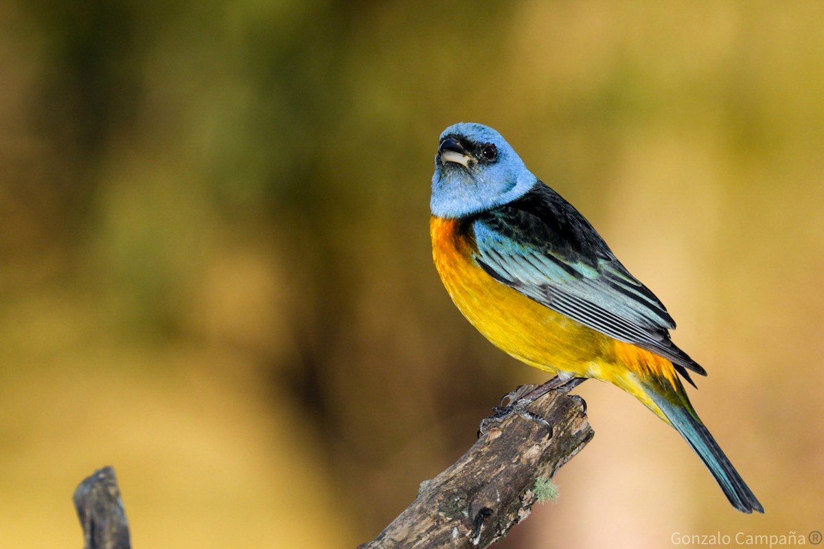 Blue-and-yellow Tanager - Gonzalo Campaña Fourcade